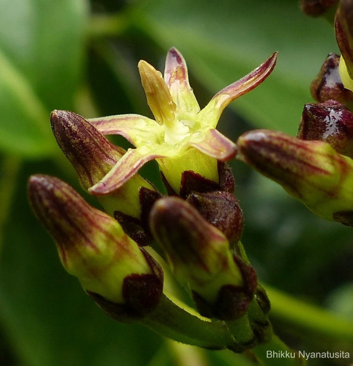 Parsonsia alboflavescens (Dennst.) Mabb.